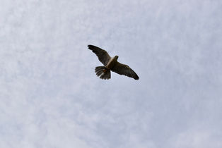 Peregrine Falcon in flight, wings out wide and image from below it