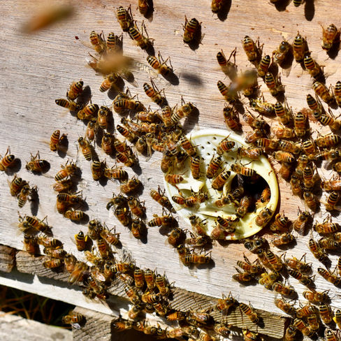 Bees entering a beehive in sunshine