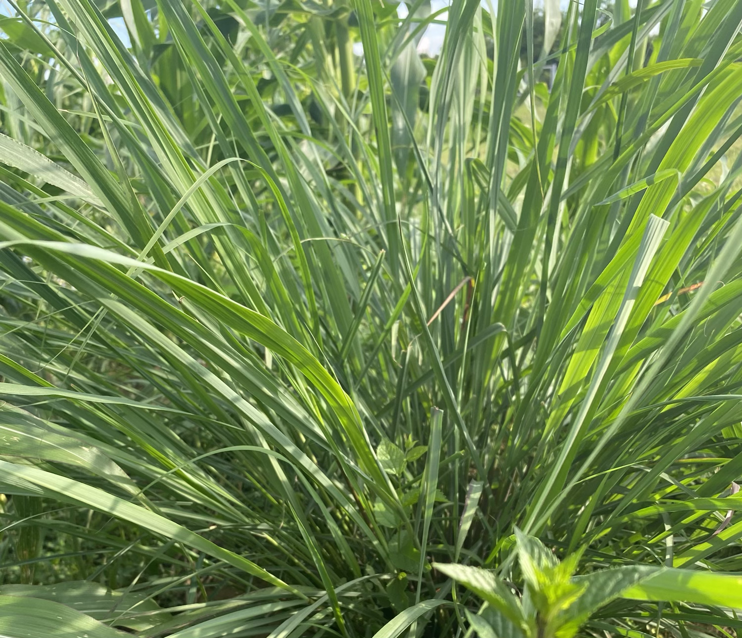 Chemicalfree lemongrass