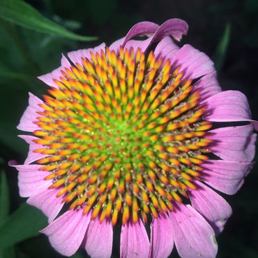Enchanting Echinacea