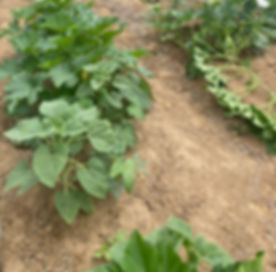 Zysis Garden E-book Guide to Cucurbits