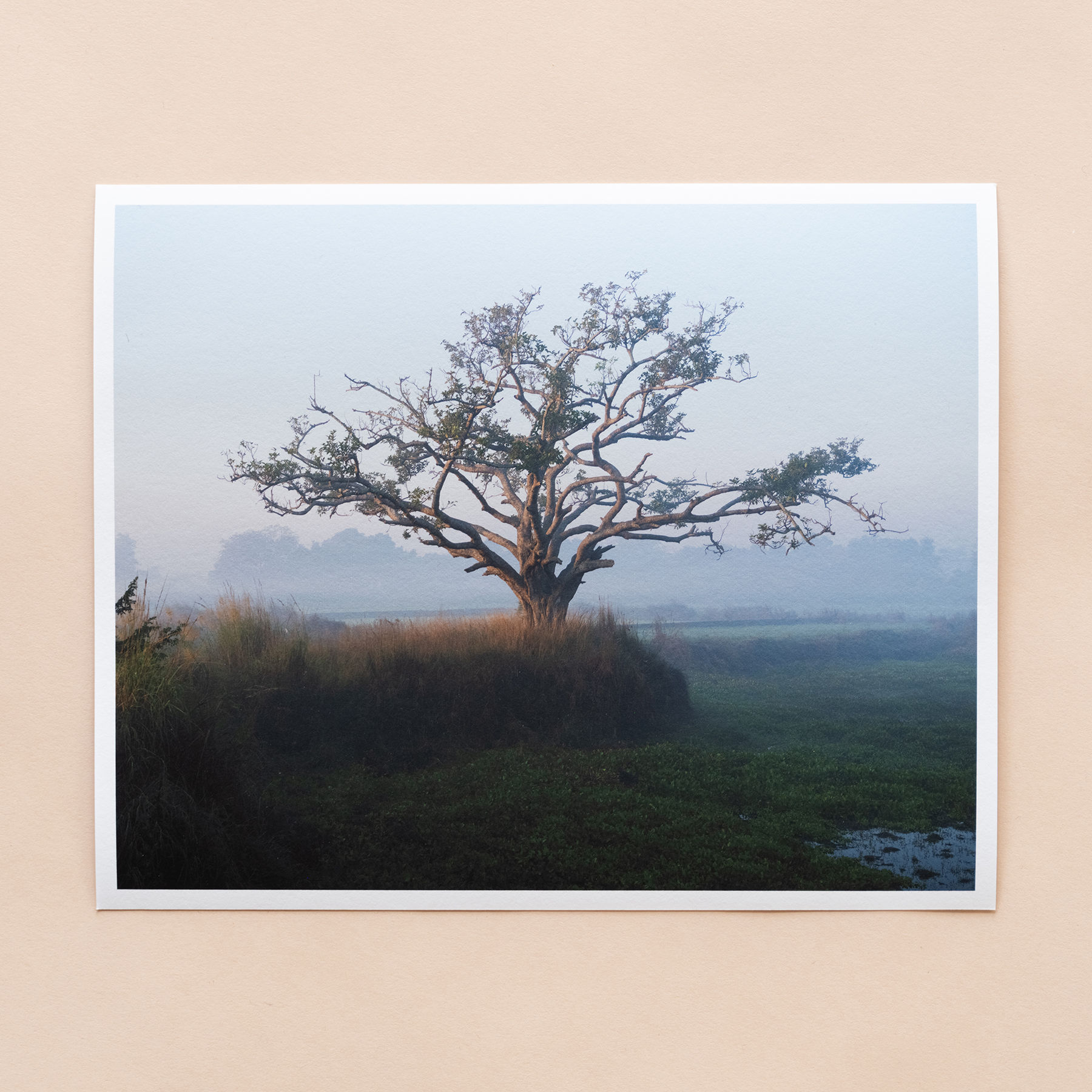 Early Light, Darbhanga