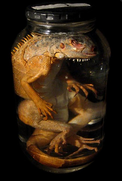 Dead Things in jars picture number 2 by www.odditiesdomains.com