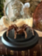 Thumbnail: Preserved Tarantula  in glass Dome