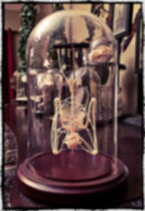 Hanging Bat Skeleton In a Glass Dome
