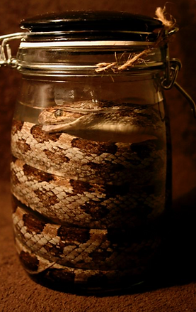 Dead Things in jars picture number 1 by www.odditiesdomains.com