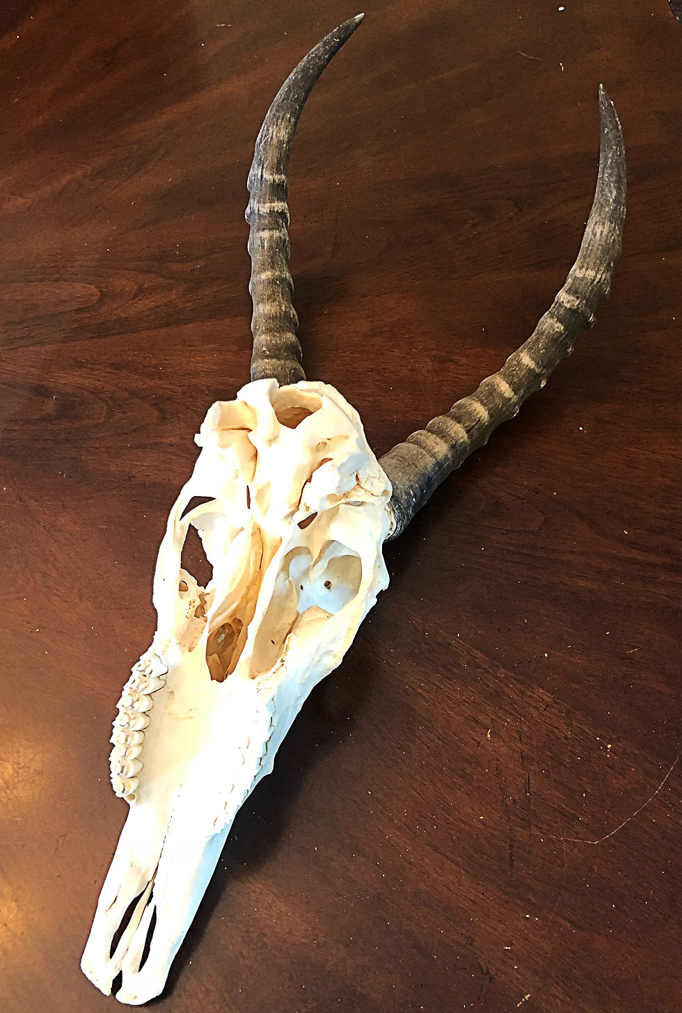 Thumbnail: Blesbok Skull with Horns "African antelope"