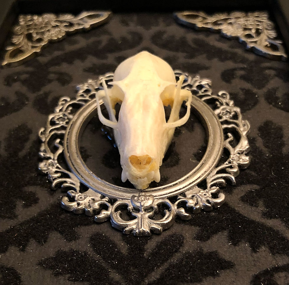 Thumbnail: Bat Skull in a Frame