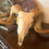 Thumbnail: Ram skull with Horns