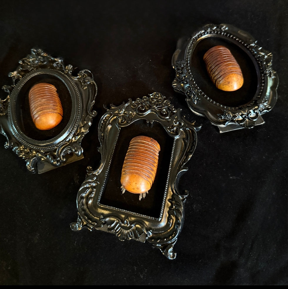 Thumbnail: Set of three Giant Millipedes In frames - oddities - gothic