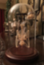 Thumbnail: Hanging Bat Skeleton In a Glass Dome