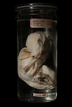 Dead Things in jars picture number 3 by www.odditiesdomains.com