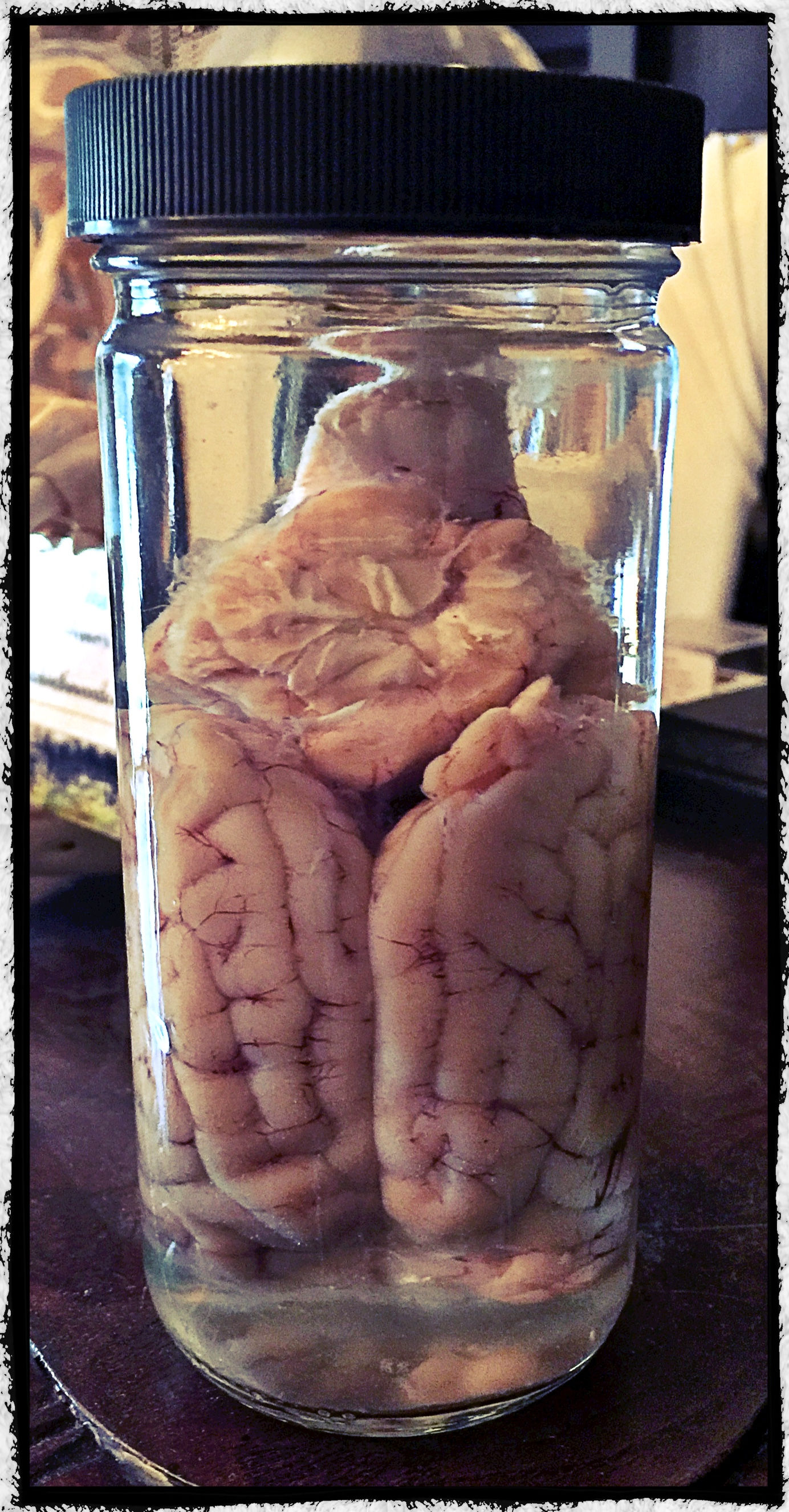 Preserved Sheep Brain in jar. Wet Specimen