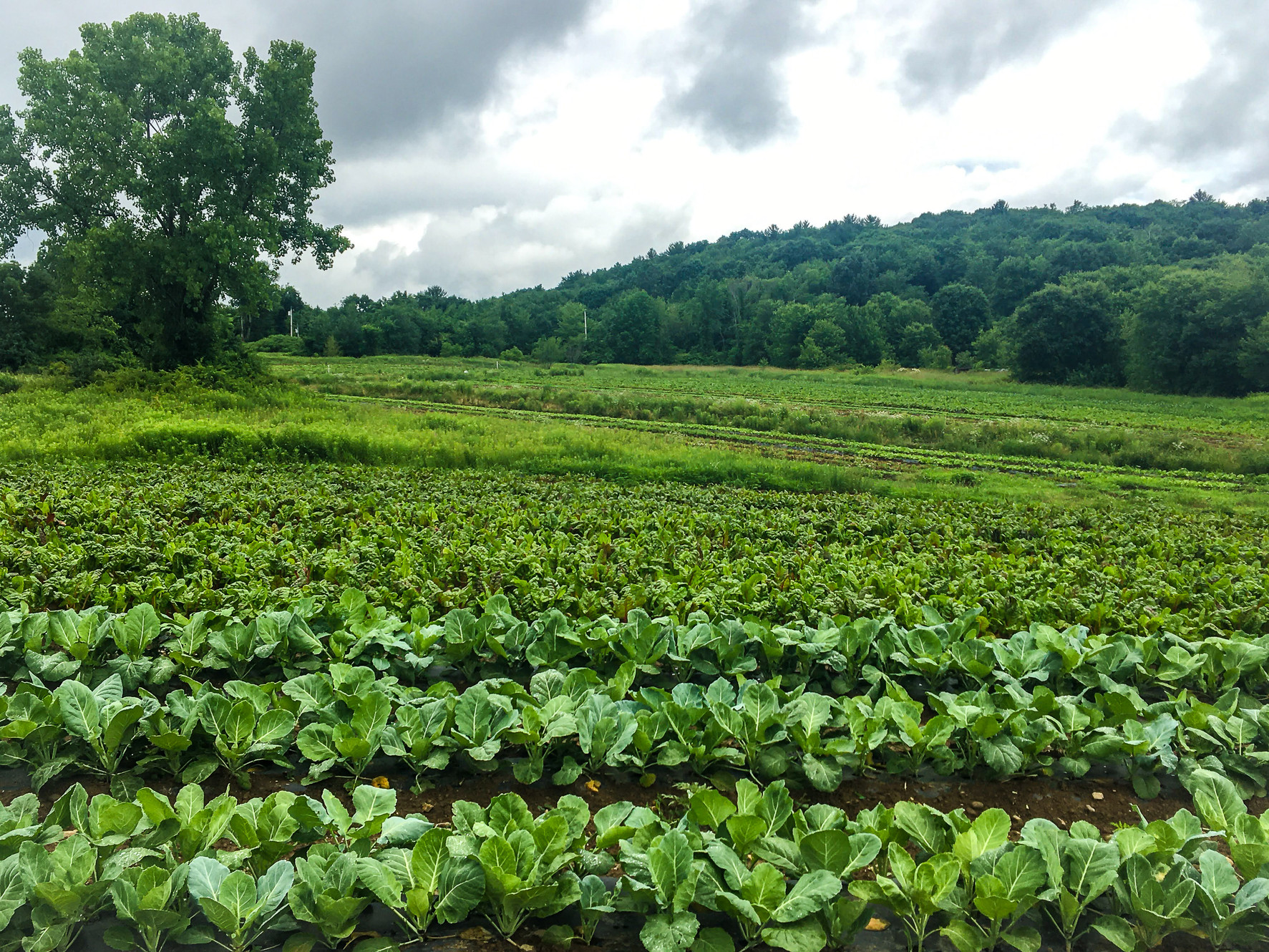 Organic CSA Farm Heavens Harvest Farm Massachusetts