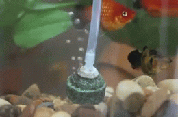 4v2q8j.gif