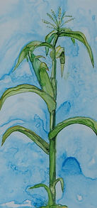 wc garden Corn in Late Autume.JPG