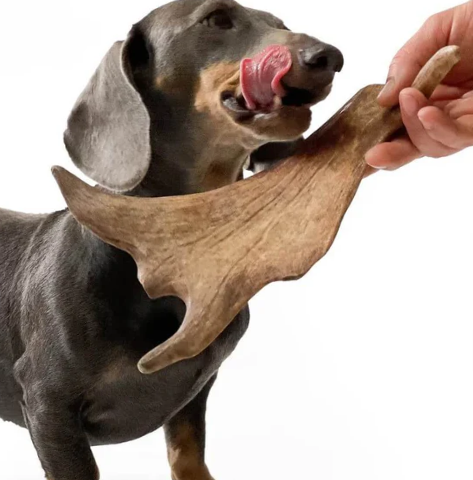 Miniature : Bois de daim - Friandises naturelles pour chiens