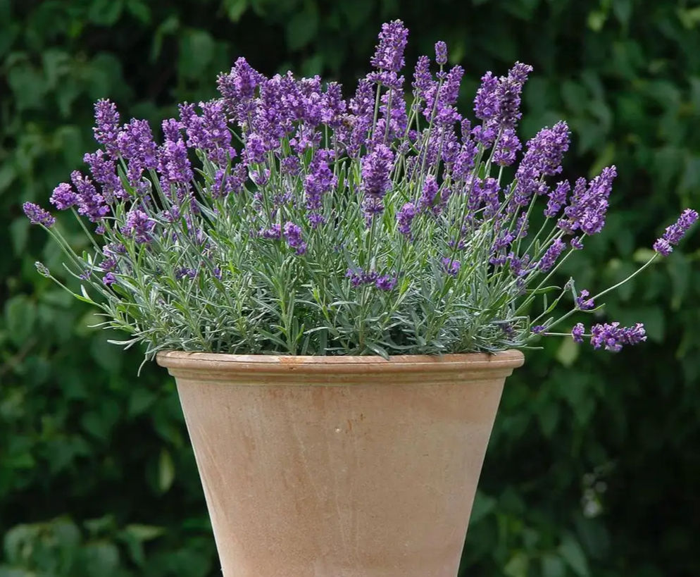 Lavender (English)