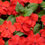 Thumbnail: Impatiens