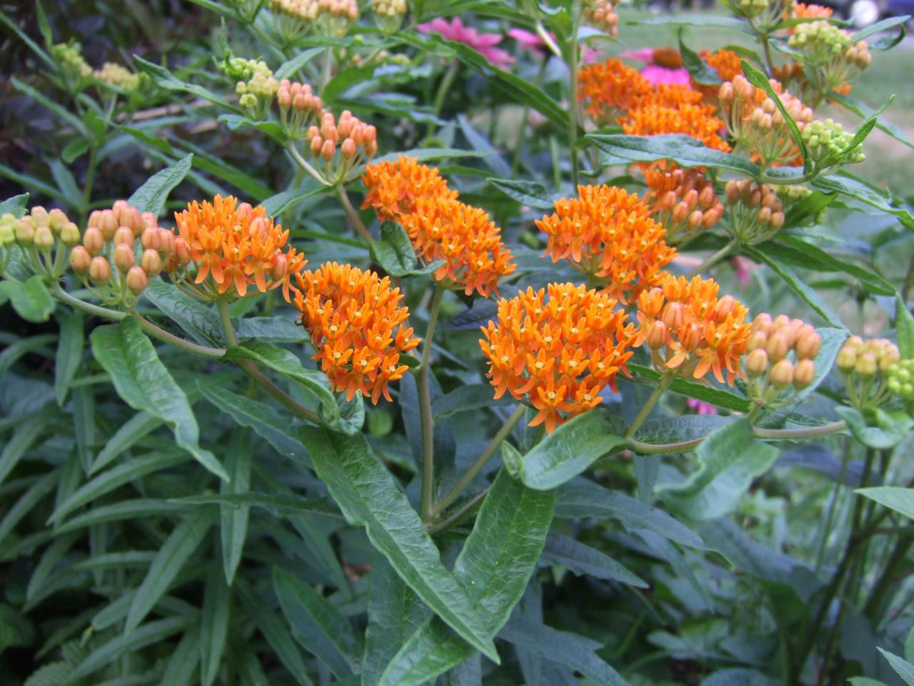 Asclepias - Butterfly Bush Milweed