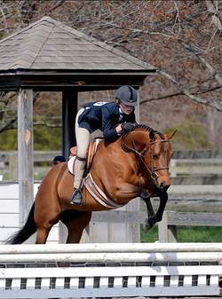 Whitestone Farm Horse and Rider