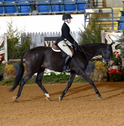 Whitestone Farm Local and Rated