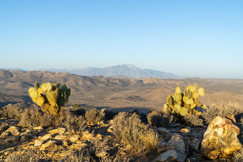 Ryan Mountain, Joshua Tree NP, California