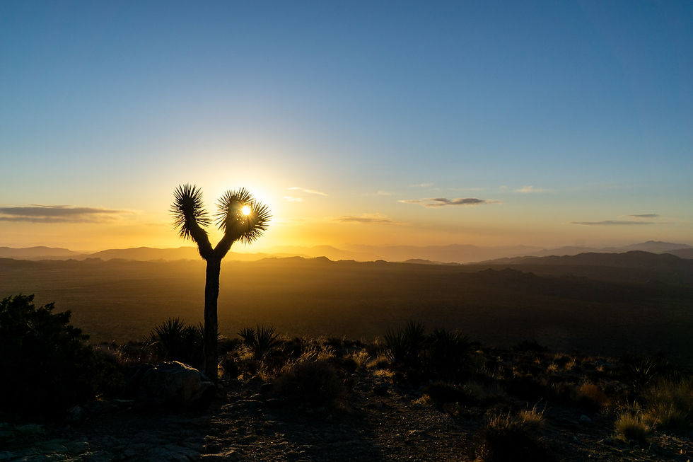 Ryan Mountain, Joshua Tree NP, California