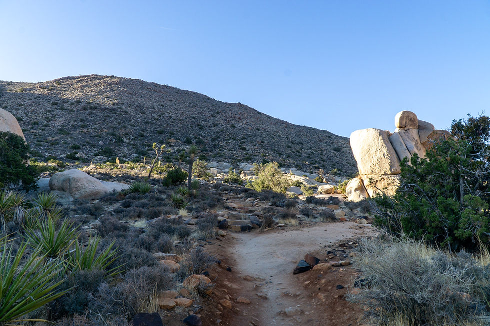 Ryan Mountain, Joshua Tree NP, California