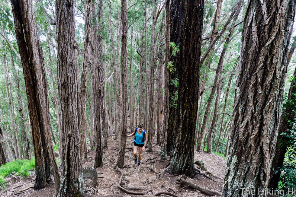 MAKIKI TANTALUS