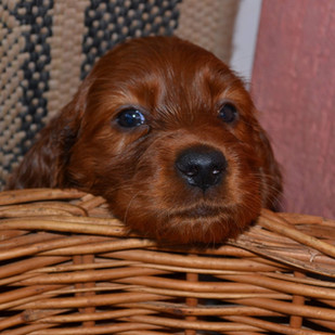 image00001.jpeg