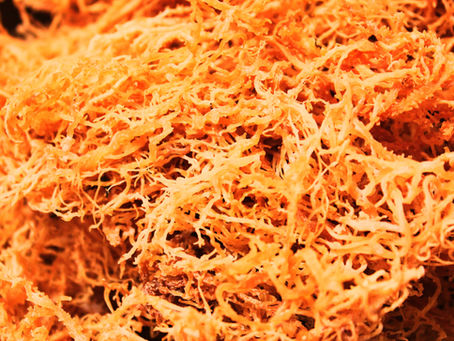 Sea Moss - Retail & Wholesale