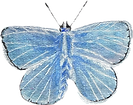blue butterfly