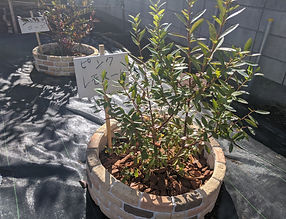 IMG_20191112_113723.jpg