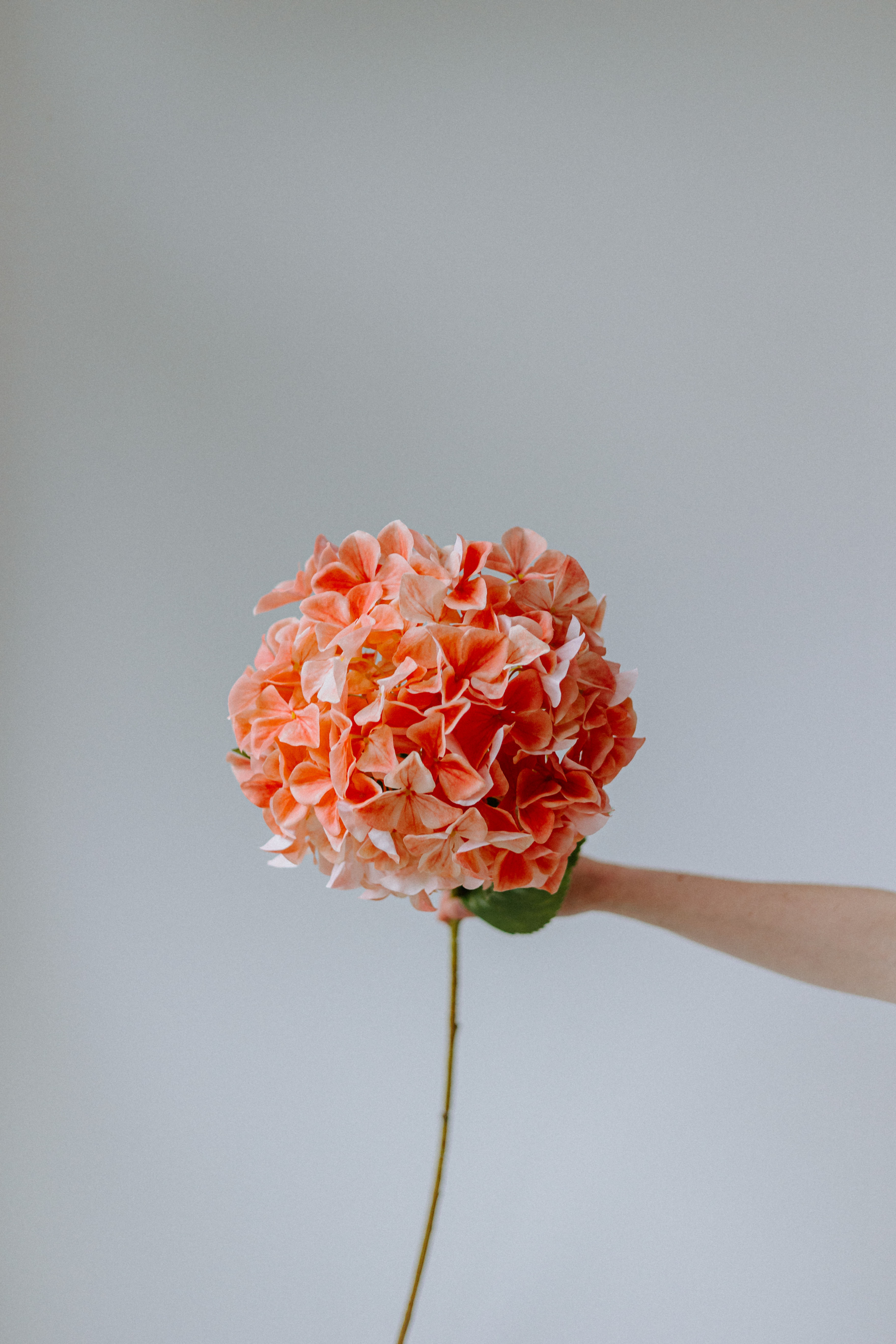 XL Hortensia (per stuk)