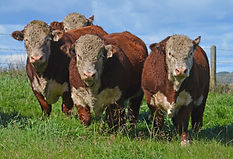 bull group.jpg