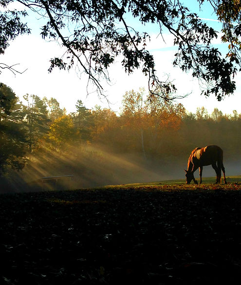 morning_edited.jpg
