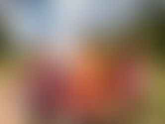 scouts at summer camp