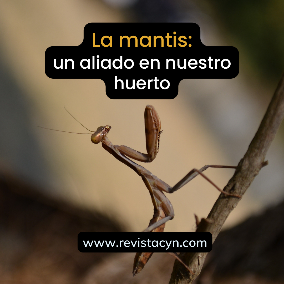 La mantis: un aliado en nuestro huerto