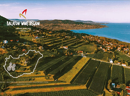Luftaufnahme der Weinregion Balaton mit Weinbergen, Hügeln und dem Balaton-See in Ungarn