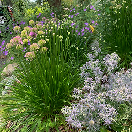 Cottage Garden