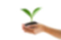 hand holding seeding plant and isolated white background.jpg