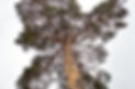 Bottom view of tall old tree in forest. Low angle view of trees in the forest, natural bac
