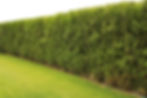 Freshly cut grass and decorative trimmed hedge in a well kept lawn. Copy or text space . S