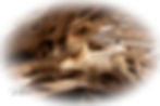 _MG_9263-DeNoiseAI-denoise - Copy.jpg