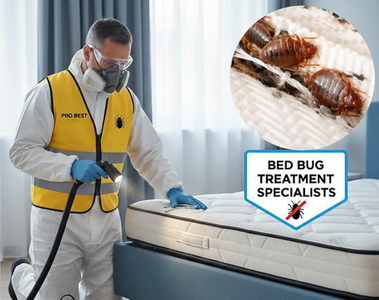 bed bugs control
