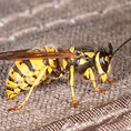 europen wasp