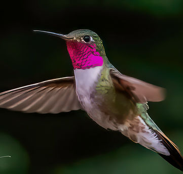 Ruby throated hummingbird