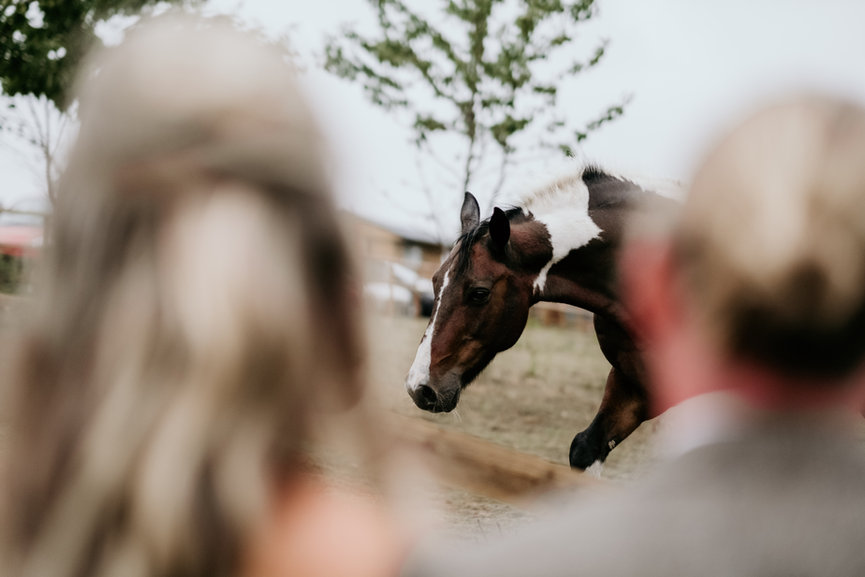 Jordan and Alexa watching a brown horse outdoors