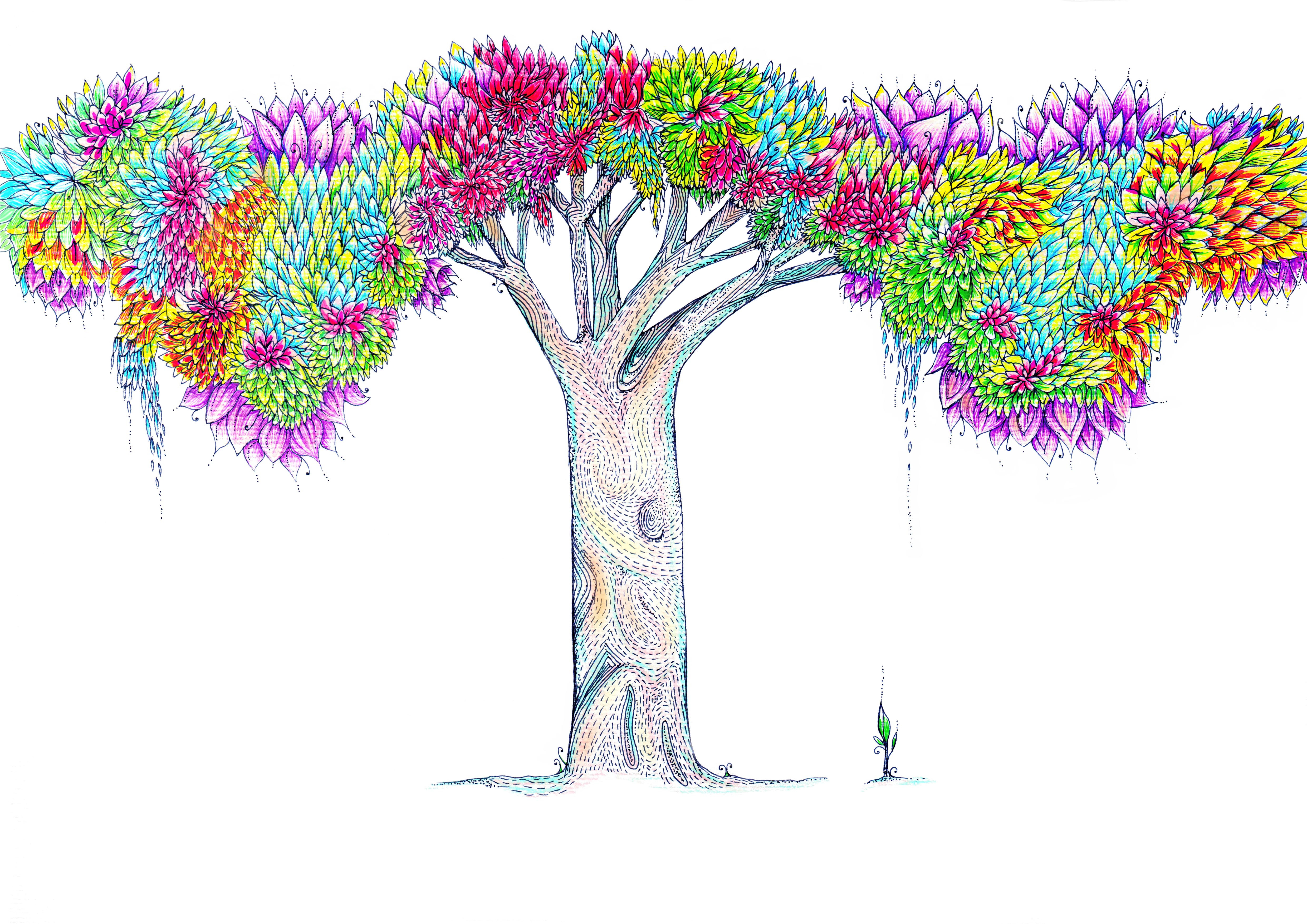 Rākau Aniwaniwa Rainbow Tree